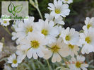 Cerastium-tomentosum