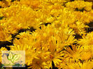 Delosperma-congestum-Yellow