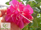 Fuchsia-Bella-Rosella-1