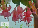 Fuchsia-Pink-Galore-1