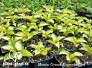 Hosta-Great-Expectations