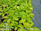 Hosta-Guacamole