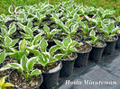 Hosta-Minuteman