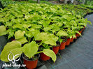 Hosta-Royal-Standard