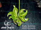 Hosta-undulata-Mediovariegata