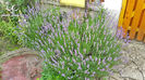 Lavanda-mix-1