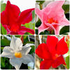 Mandevilla-pack-1