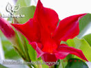 Mandevilla-Sundaville-Burgundy-1