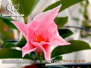 Mandevilla-Sundaville-Cream-Pink-1