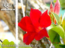 Mandevilla-Sundaville-Red-1