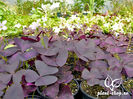 Oxalis-triangularis-1