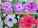 Phlox-paniculata-mix-1