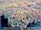 00-sedum-hispanicum