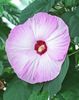 Hibiscus_moscheutos_Luna_Pink_Swirl