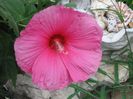 Hibiscus_moscheutos_Luna_Rose