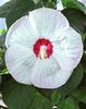 Hibiscus_moscheutos_Luna_White