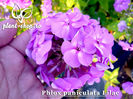 Phlox-paniculata-Lilac