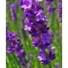 lavandula-angustifolia-munstead-g-9