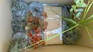 pachet Plant Shop