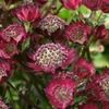 Astrantia major Moulin Rouge-pierduta