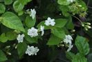 jasminum maid of orleans