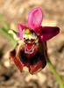 Orhidee o. tenthredinifera