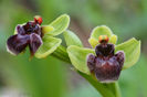 O .bombyliflora