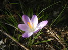 Crocus tommasinianus (2015, Feb.26)