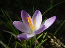 Crocus tommasinianus (2015, Feb.26)