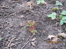 Dicentra roz mica