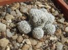 Mammillaria vetula ssp. gracilis