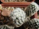 Mammillaria vetula ssp gracilis cv Arizona Snow Cap