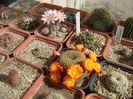 Rebutia marsoneri