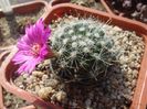 Mammillaria zeilmanniana