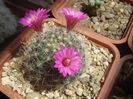 Mammillaria zeilmanniana