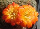 Rebutia marsoneri