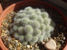 Rebutia (ex Aylostera) albiflora