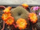 Rebutia marsoneri