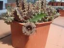 Huernia hystrix subsp. hystrix