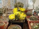 Faucaria felina