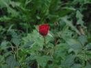 DSC04273