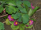 DSCN0266