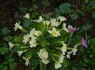DSCN0269