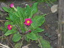 DSCN0273