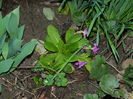 DSCN0277