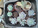 ECHEVERIA 15 RON