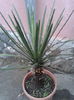 yucca faxoniana 150 ron, are 23 de ani!