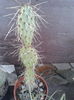 opuntia paeacantha de exterior! 20 ron