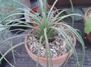 agave stricta nana 30 ron!