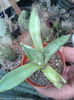 agave havardiana 15 raritate!